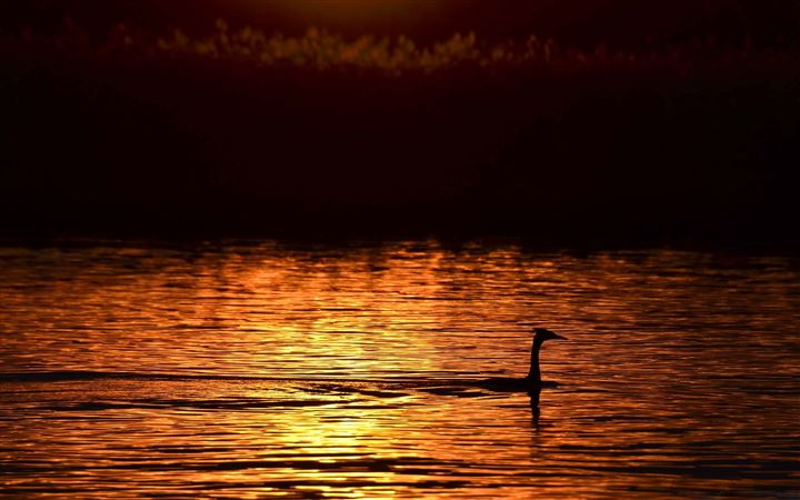 Great Crested Grebe All Mac wallpaper
