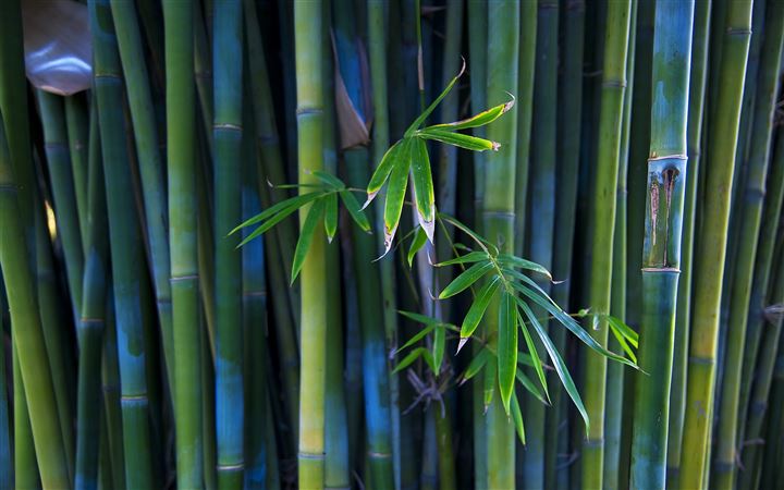 Green Bamboo All Mac wallpaper
