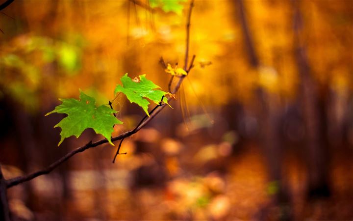 Green Leaves Autumn All Mac wallpaper