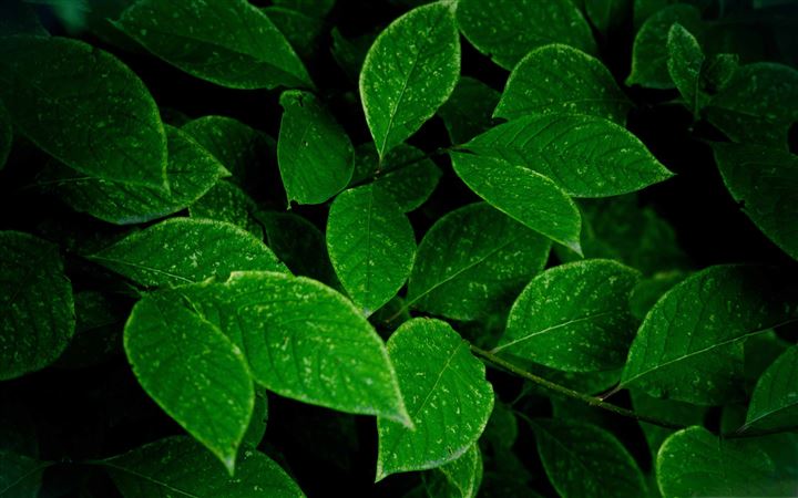 Green Leaves MacBook Air wallpaper