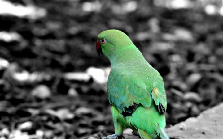 Green Parrot All Mac wallpaper