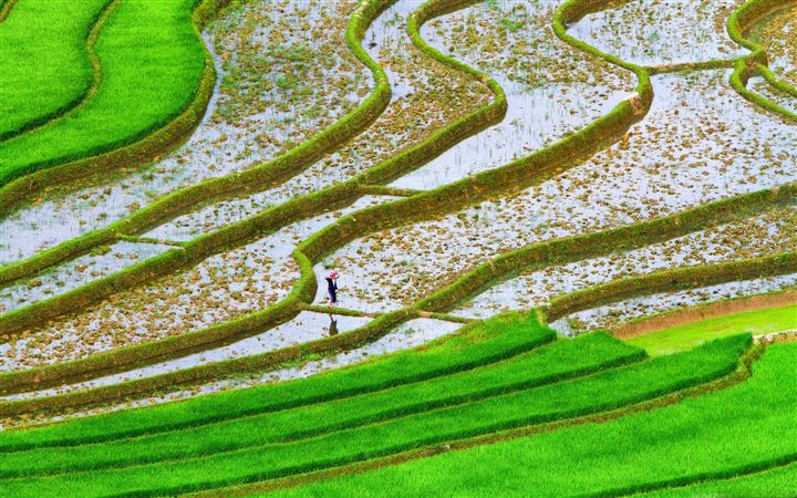 Green Rice Fields All Mac wallpaper