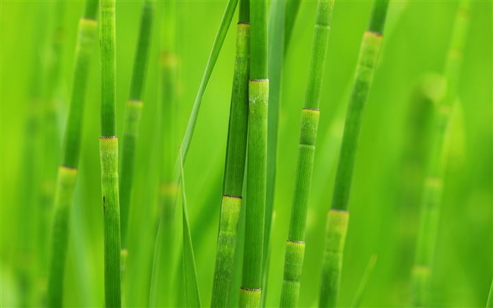 Green reed grass MacBook Air wallpaper