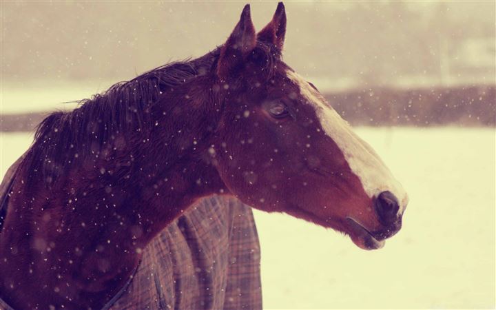 Horse In Winter MacBook Air wallpaper