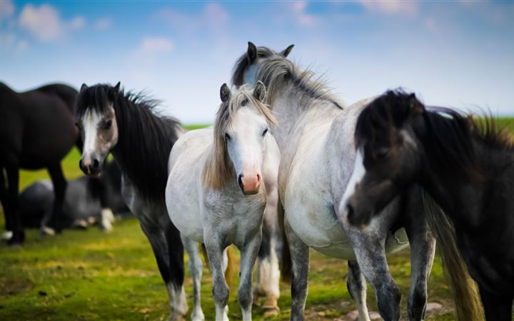 Horse herd in Wales All Mac wallpaper