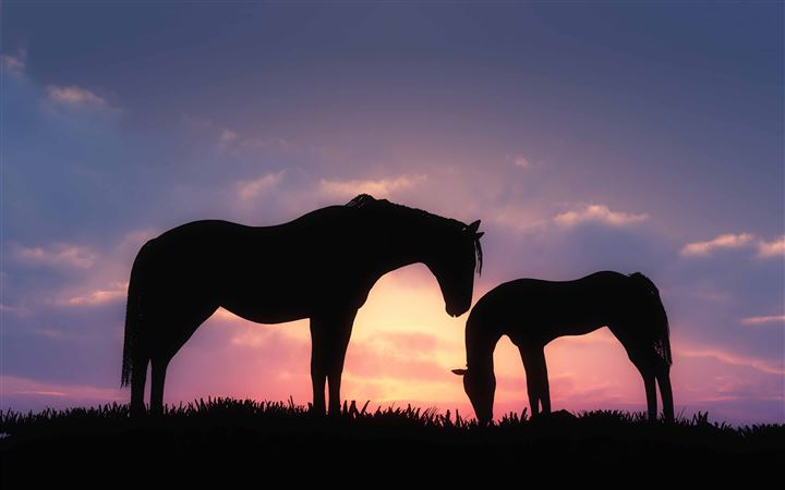 Horses Sunset Silhouette All Mac wallpaper