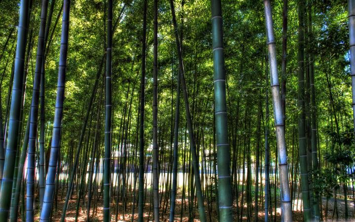 Inside The Bamboo Forest All Mac wallpaper