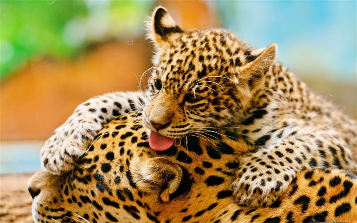 Jaguar Cub And Mother All Mac wallpaper