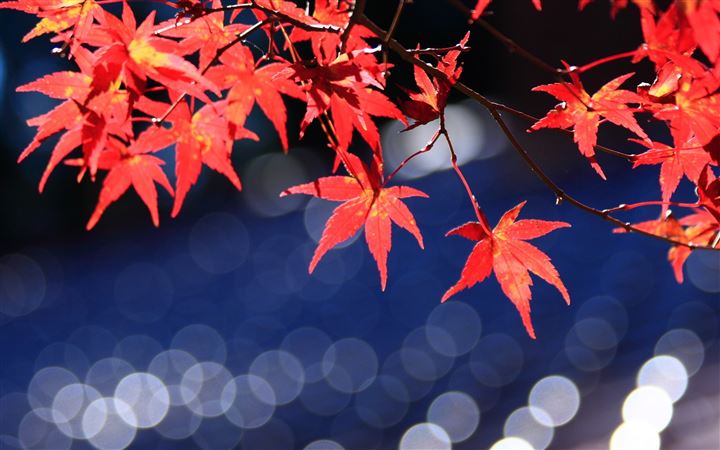 Japanese Maple Leaves Bokeh All Mac wallpaper