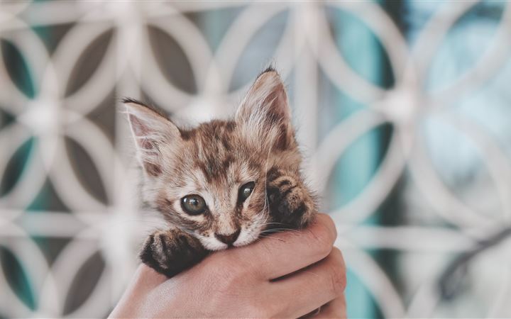 Kitten in hand All Mac wallpaper