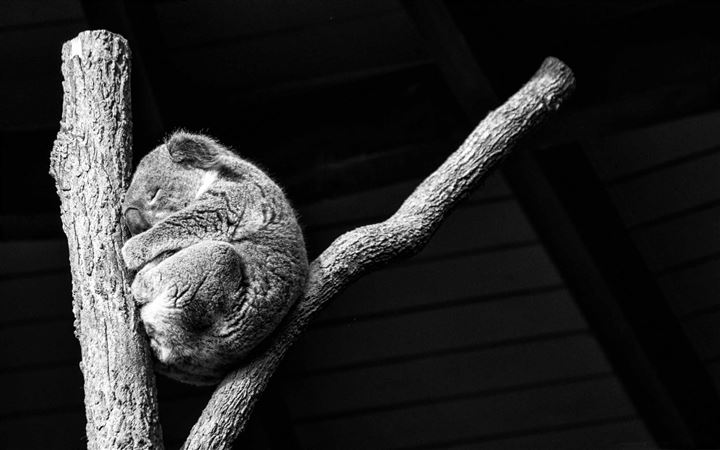 Koala Taking A Nap All Mac wallpaper