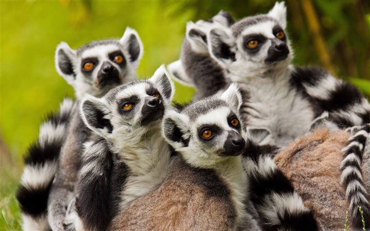 Lemurs Animals All Mac wallpaper