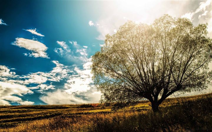 Lonely Tree In The Field All Mac wallpaper