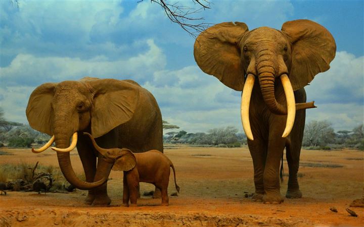 1000+ Best Elephant Mac Wallpapers Free HD Download - AllMacWallpaper