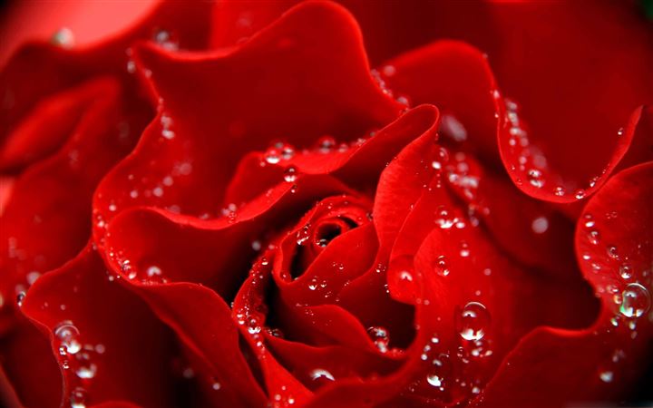 Love Is Like A Red Rose All Mac wallpaper