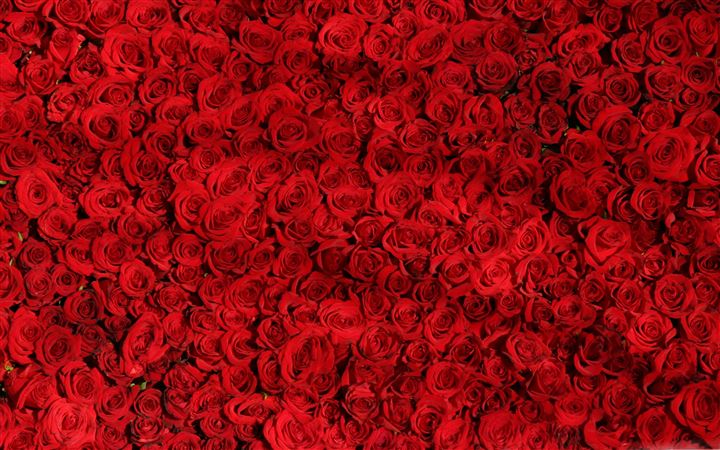Love Red Roses Background All Mac wallpaper