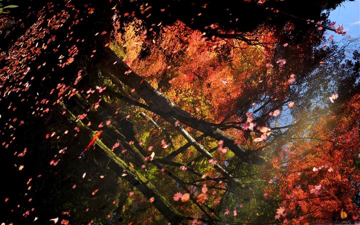 Maple Leaves Floating All Mac wallpaper