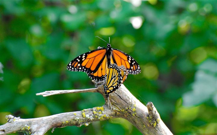 Monarch Butterflies Mating All Mac wallpaper