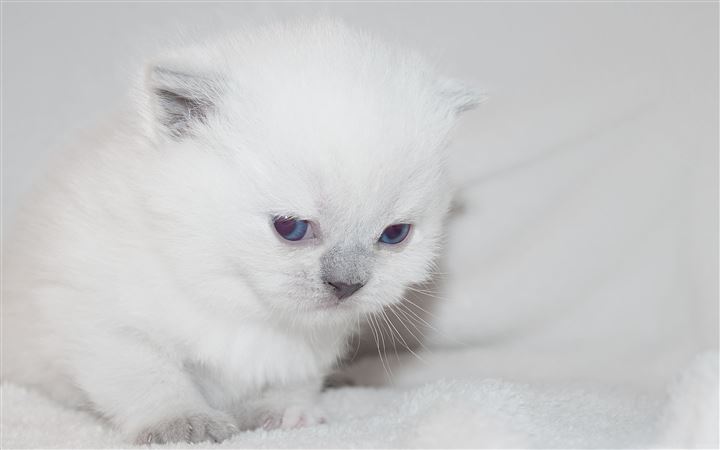 Newborn White Kitten All Mac wallpaper