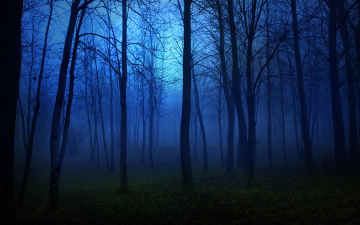 Night in the forest All Mac wallpaper
