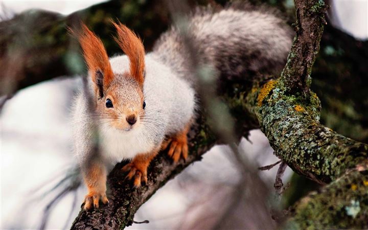 Desktop Wallpaper Cute Squirrel In Tree Trunk Hole Hd Image Picture  Background Kr Rp1