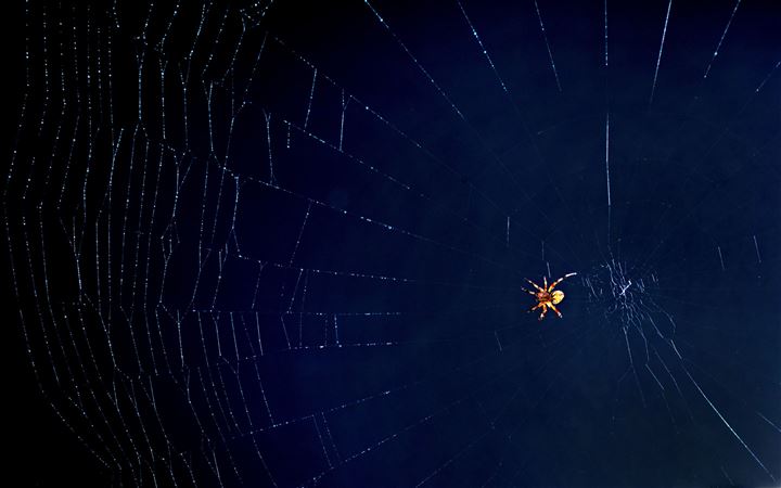 Oh What A Tangled Web We Weave All Mac wallpaper