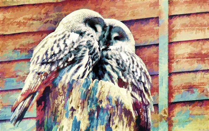 Owls Painting All Mac wallpaper
