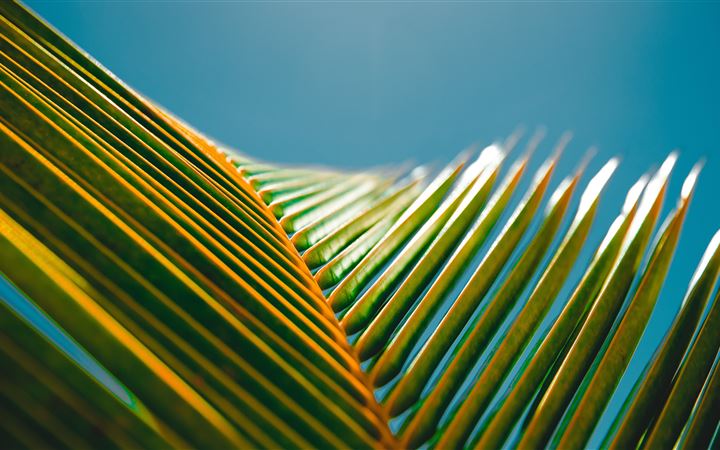Palm Leave All Mac wallpaper