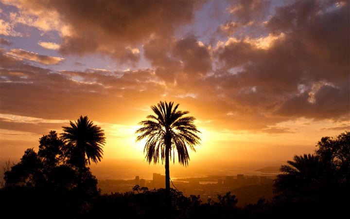Palm Tree In Sunset Light All Mac wallpaper