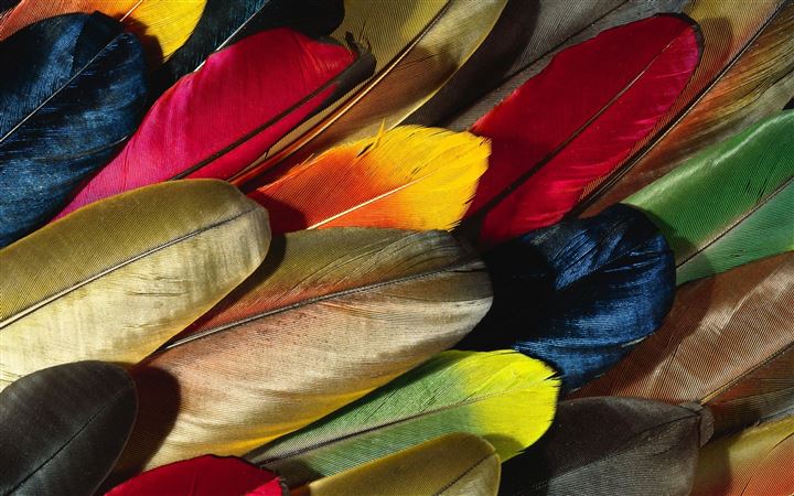Parrot Feather Colorful All Mac wallpaper