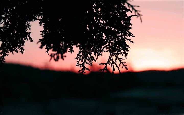 Pine Shrubs In Sunset All Mac wallpaper