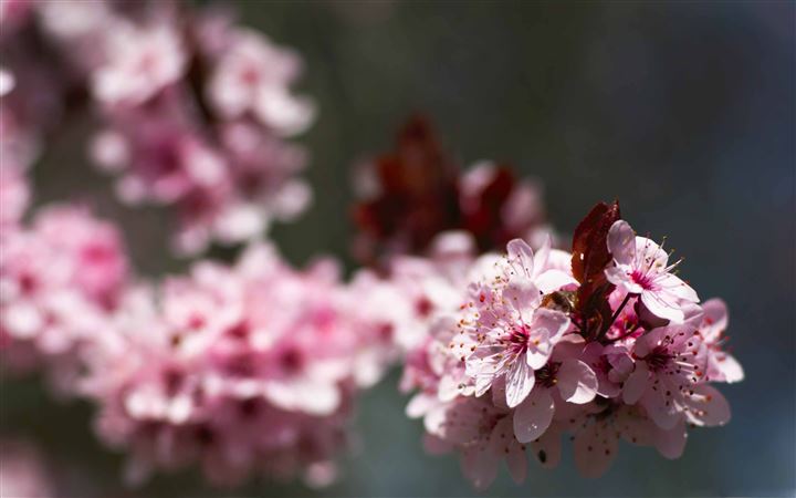 Pink Cherry Plum Blossoms All Mac wallpaper