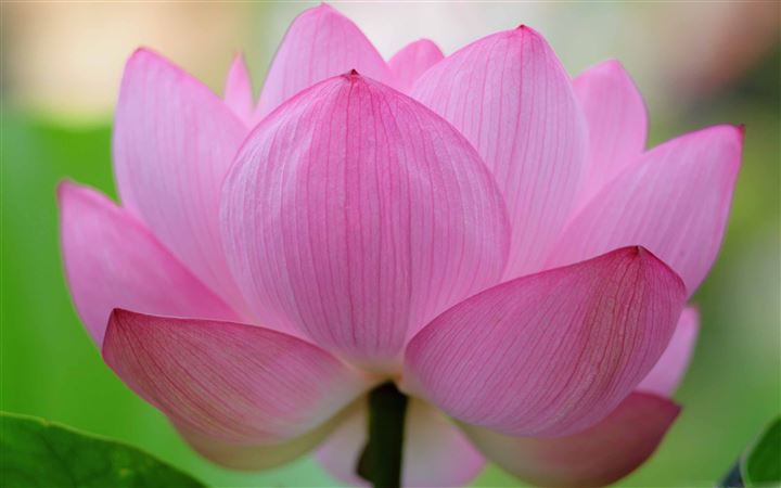 Pink Lotus Flower MacBook Air wallpaper
