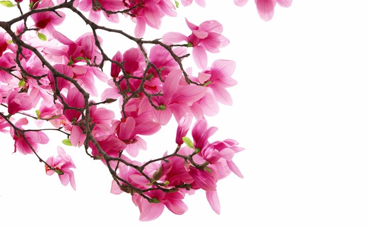 Pink Magnolia Flowers MacBook Air wallpaper