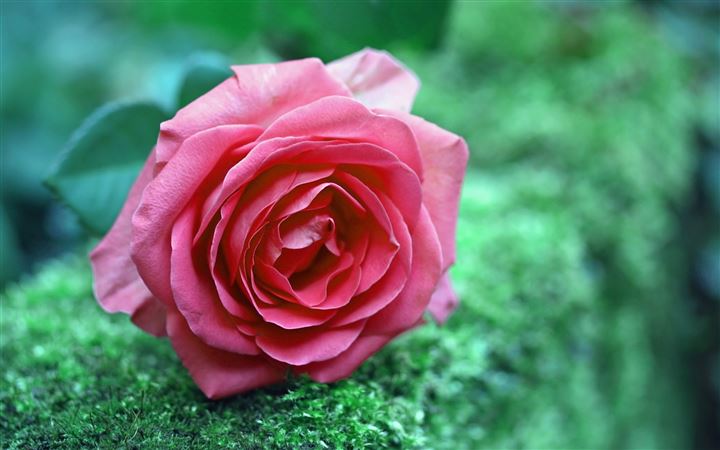 Pink Rose on the Grass All Mac wallpaper