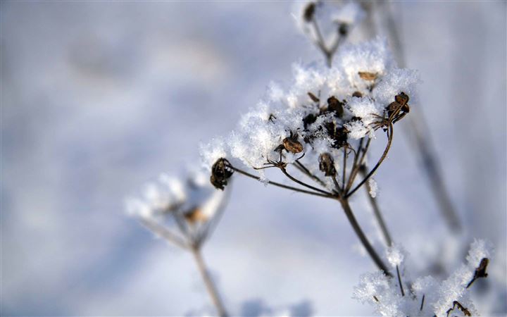 Plant Covered In Snow All Mac wallpaper