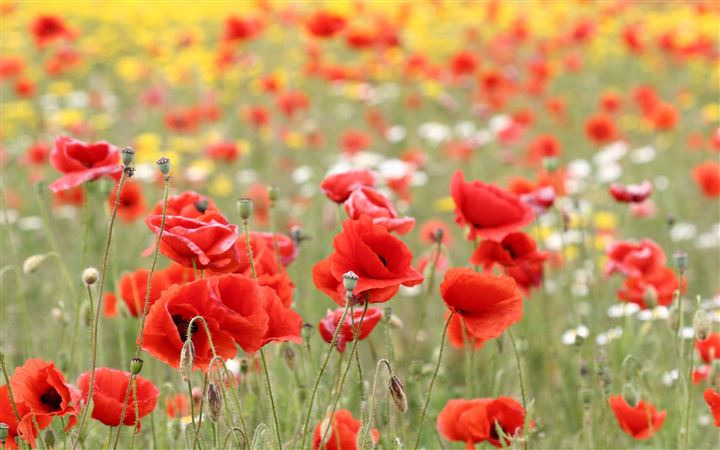 Poppies In Nature All Mac wallpaper