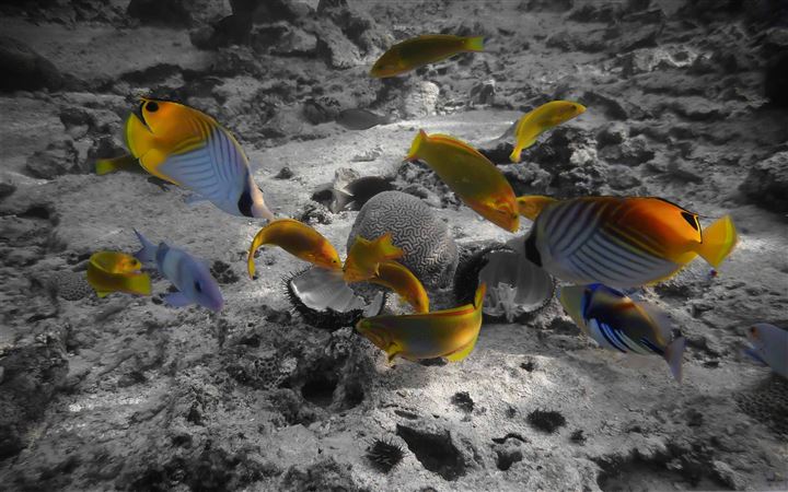 Rarotonga Underwater All Mac wallpaper