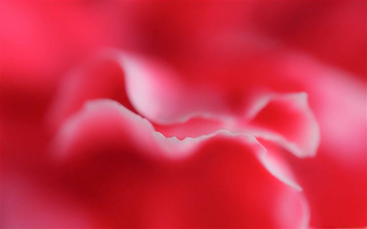 Red Petals MacBook Air wallpaper