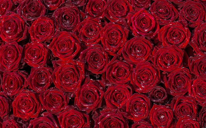 Red Roses Back Ground All Mac wallpaper