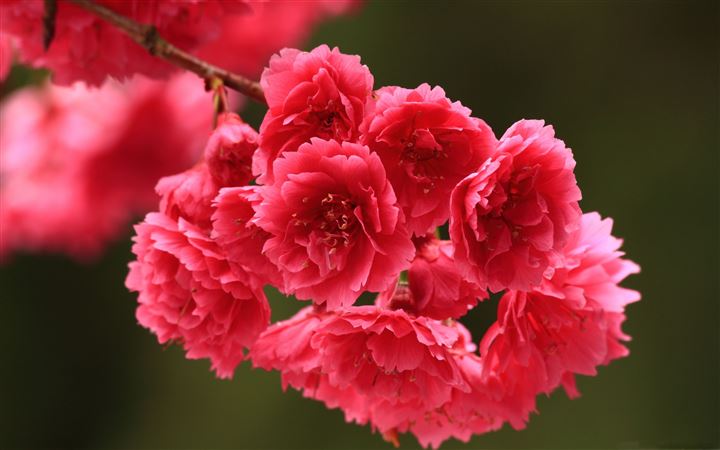 Red Spring Flowers All Mac wallpaper