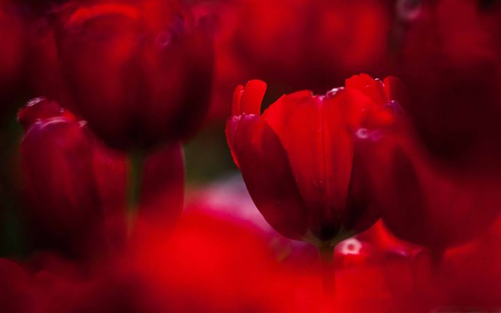 Red Tulips All Mac wallpaper