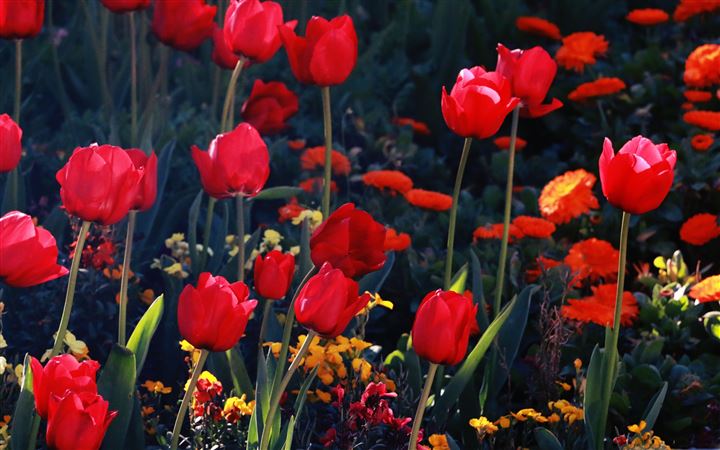 Red Tulips All Mac wallpaper