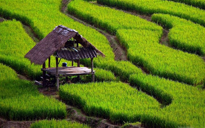 Rice Field Landscape All Mac wallpaper