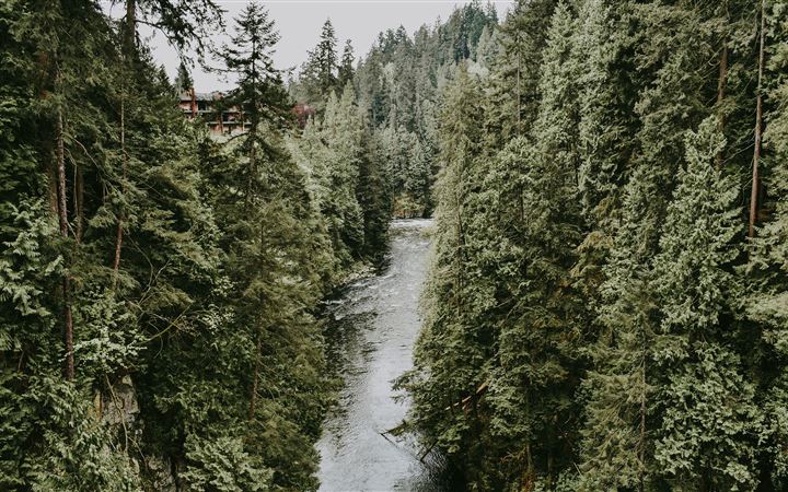 River in evergreen woods All Mac wallpaper