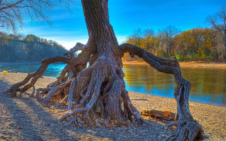 Rooted Mississippi River All Mac wallpaper