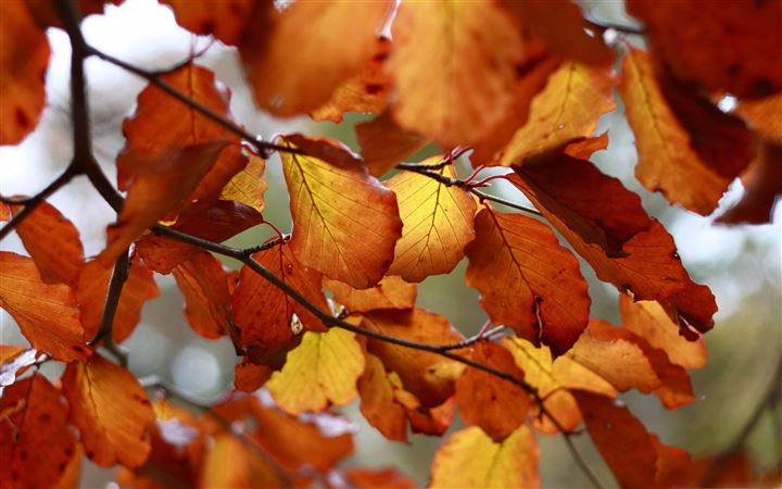 Rust Colored Autumn Leaves All Mac wallpaper