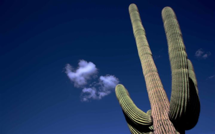 Saguaro Cactus All Mac wallpaper