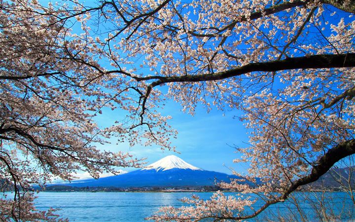 Sakura And Mount Fuji All Mac wallpaper