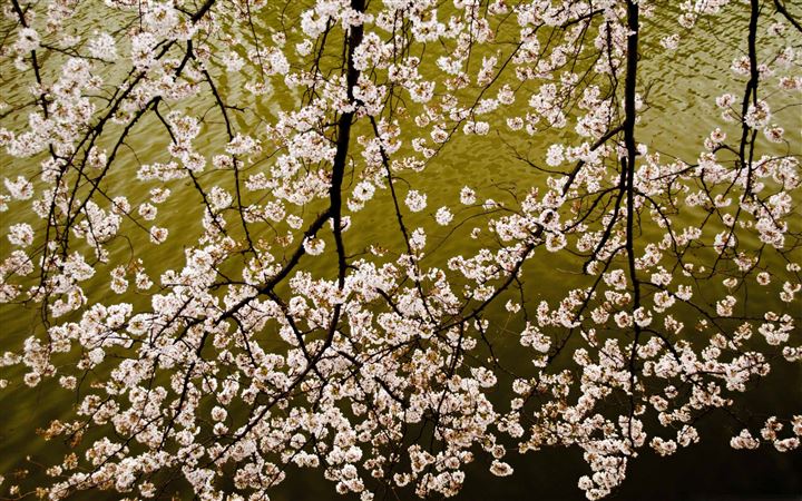 Sakura Branches All Mac wallpaper